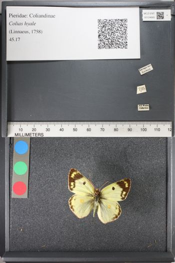 Media type: image;   Entomology 124665